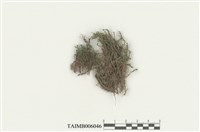 藏品(異形鳳尾苔)的圖片